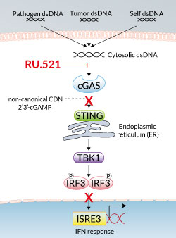 Inhibition of cGAS signaling by RU.521